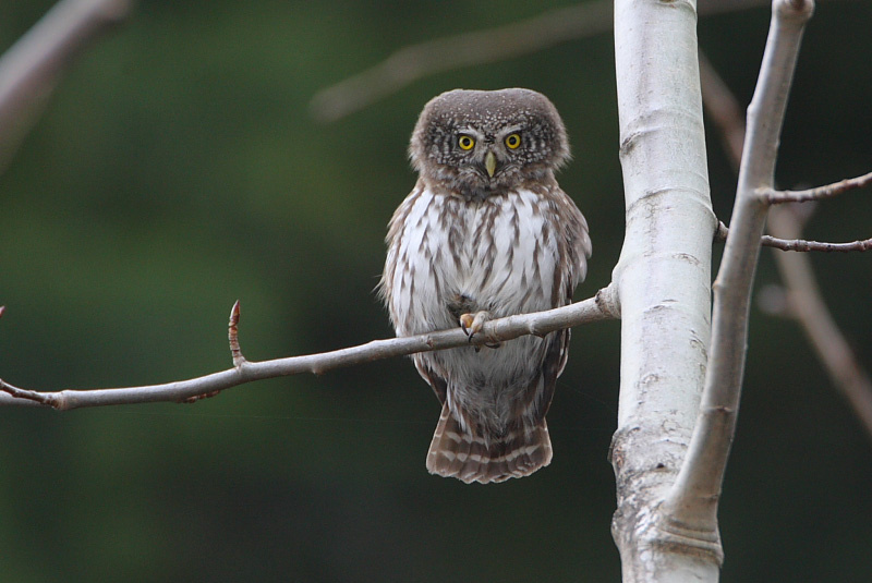 2010.03.26. 01:49:06.| pygmyowl.jpg