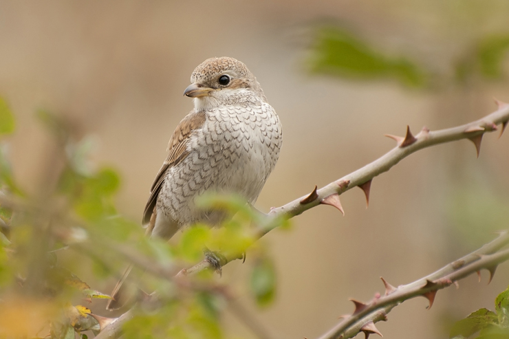 2013.10.23. 13:04:34.| redbackedshrike.jpg