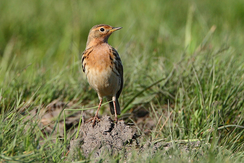 redthroatedpipit.jpg