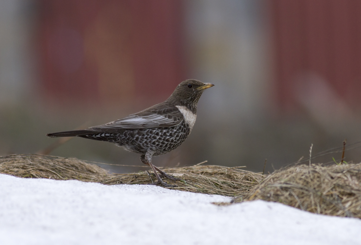 2015.09.28. 10:50:53.| ringouzel.jpg