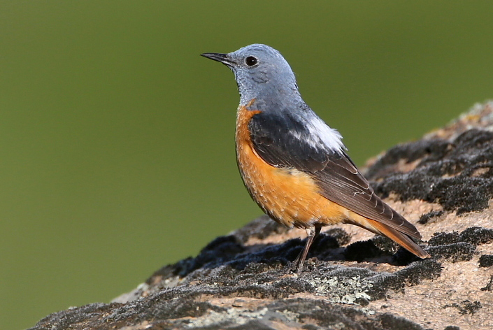 2017.03.05. 06:44:30.| rockthrush2sakerweb705jo.jpg