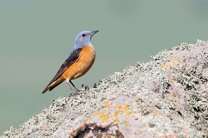 2016.05.14. 05:58:43.| rockthrush705jo.jpg