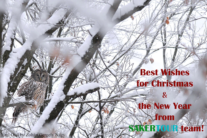 2015.12.26. 03:25:14.| sakertoursseasonsgreetings2015website.jpg