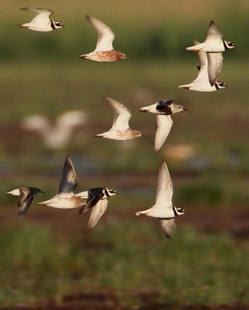 2011.05.28. 08:07:35.| sharptailedsandpiper2web.jpg