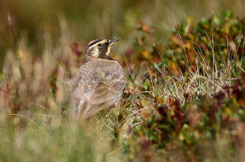 shorelark.jpg