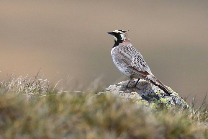 2017.06.17. 11:49:03.| shorelark4balcanica705jo.jpg