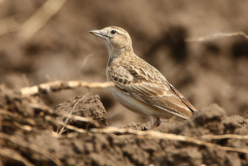 shorttoedlark.jpg