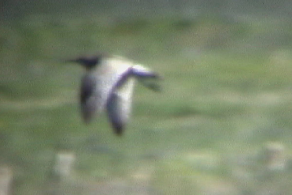 slenderbilledcurlew2001hu.jpg