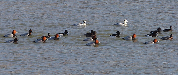 2011.02.12. 06:58:13.| smew.jpg