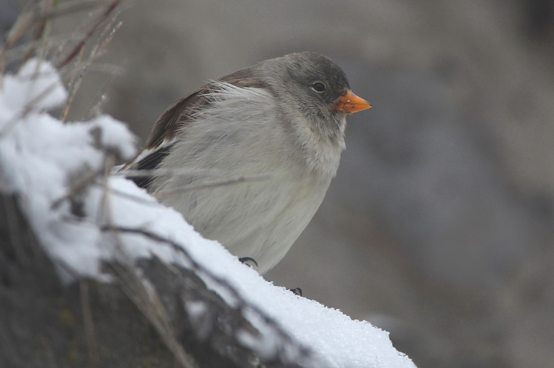 snowfinch1.jpg