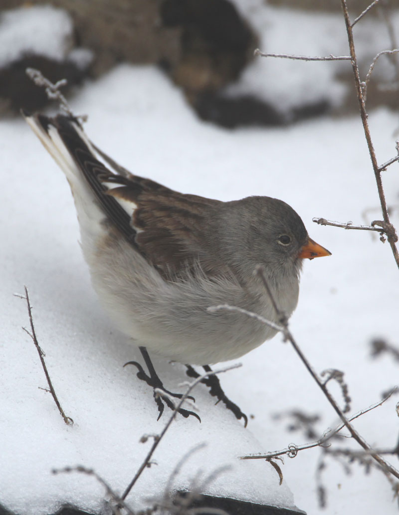 snowfinch3.jpg