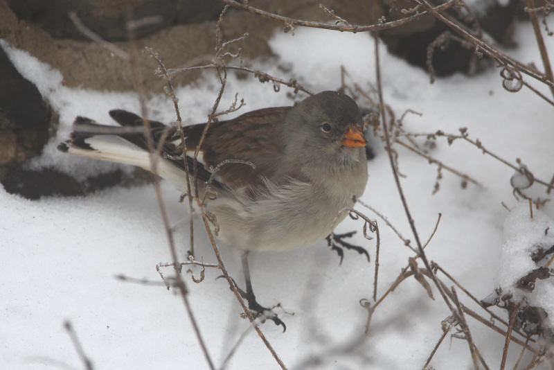 snowfinch5.jpg