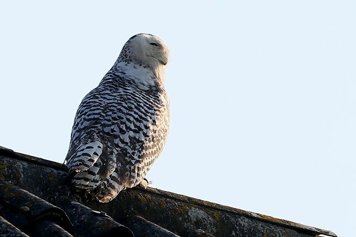 2015.02.21. 13:54:07.| snowyowl3hungary2015jo.jpg