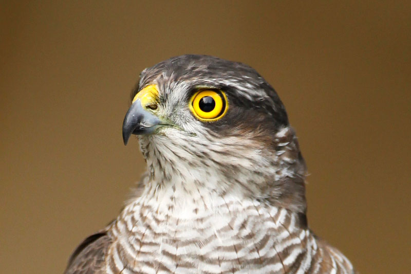 sparrowhawkportrait.jpg