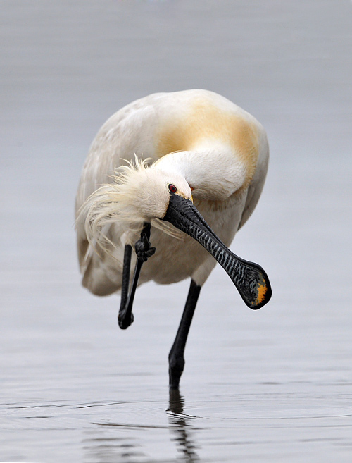 2012.04.18. 14:49:37.| spoonbillhansruedivgeli1.jpg