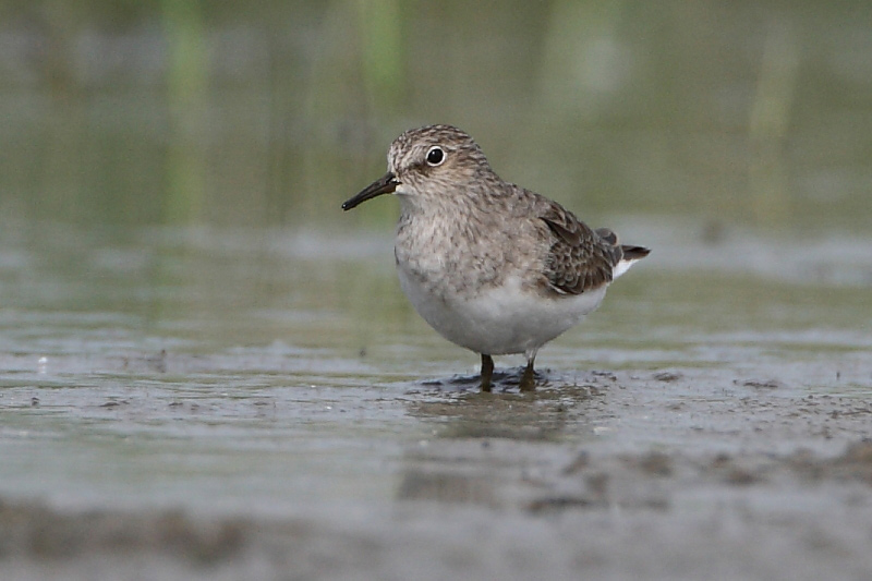 2010.05.18. 01:18:45.| temminckstint.jpg