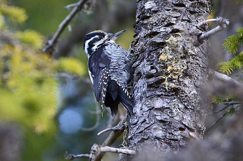 threetoedwoodpecker.jpg