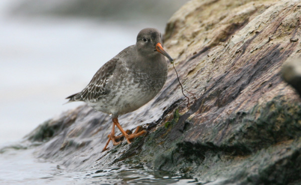 Purple Sandpiper