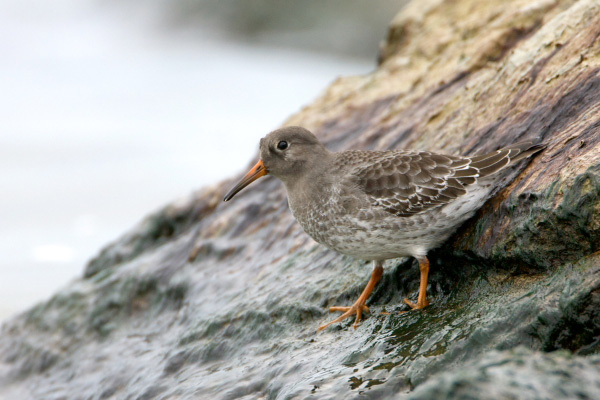 Purple Sandpiper