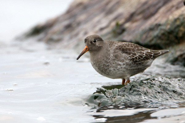 Purple Sandpiper