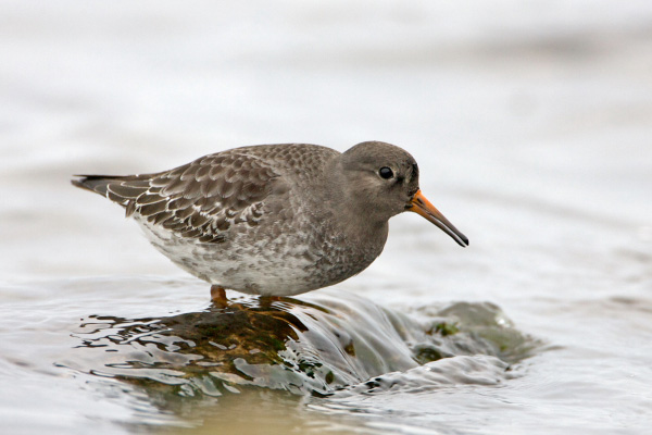 Purple Sandpiper