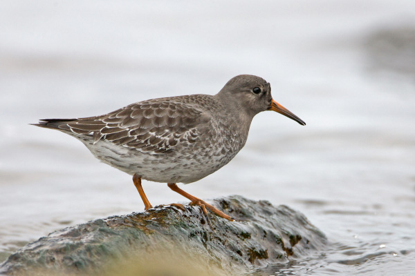 Purple Sandpiper