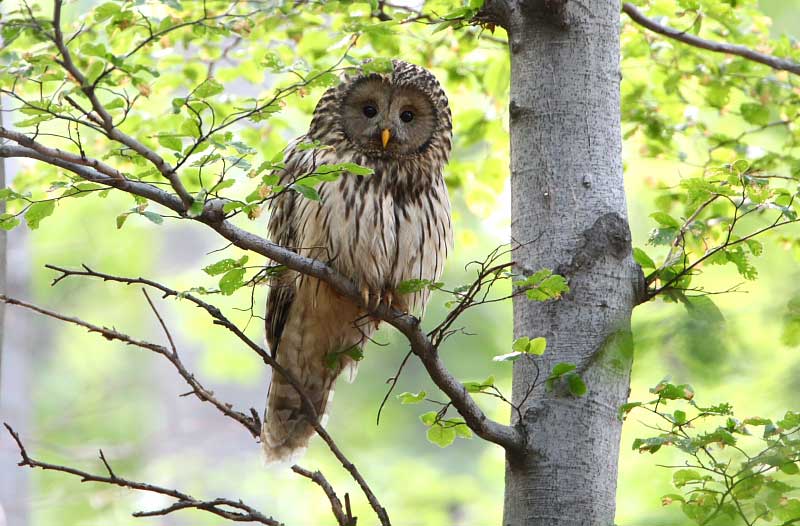 uralowl090517.jpg