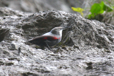 wallcreeper.jpg