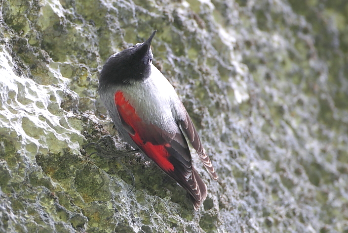 2016.05.19. 11:24:35.| wallcreeper7052016gtweb.jpg