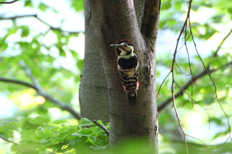 whitebackedwoodpecker.jpg