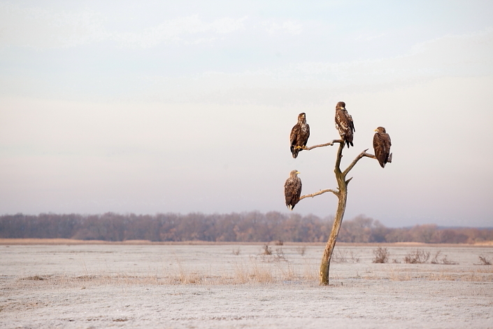 2019.02.07. 01:38:00.| wteagles2kovcsmrksasszinkron705.jpg